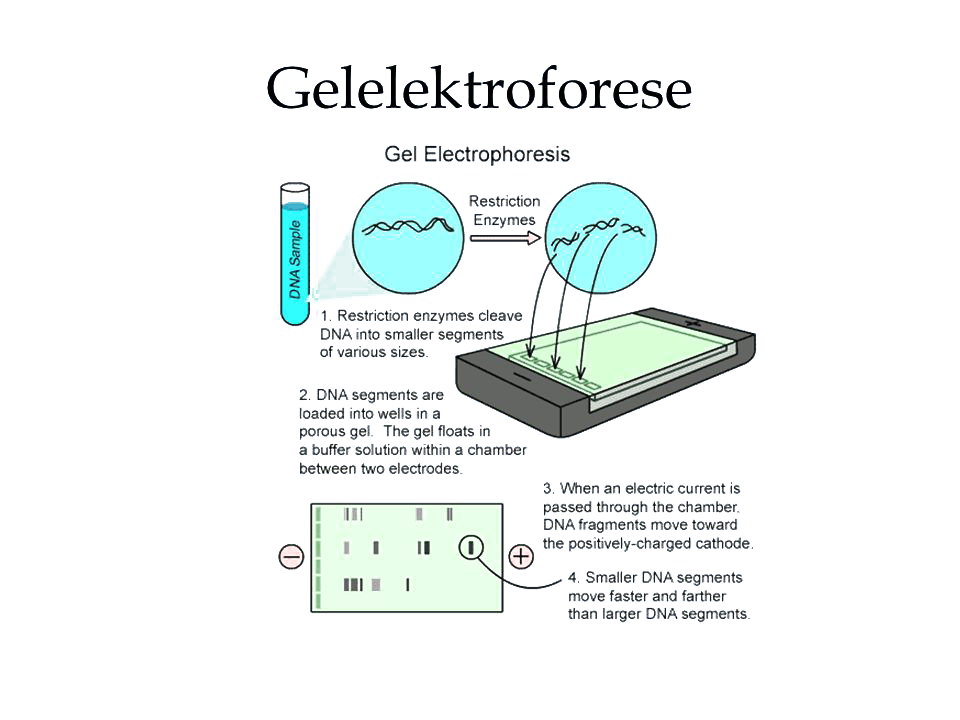 gelektroforese schematisch engels