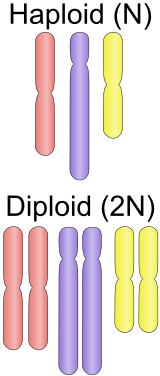 haploid-vs-diploid