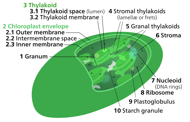 bladgroenkorrels