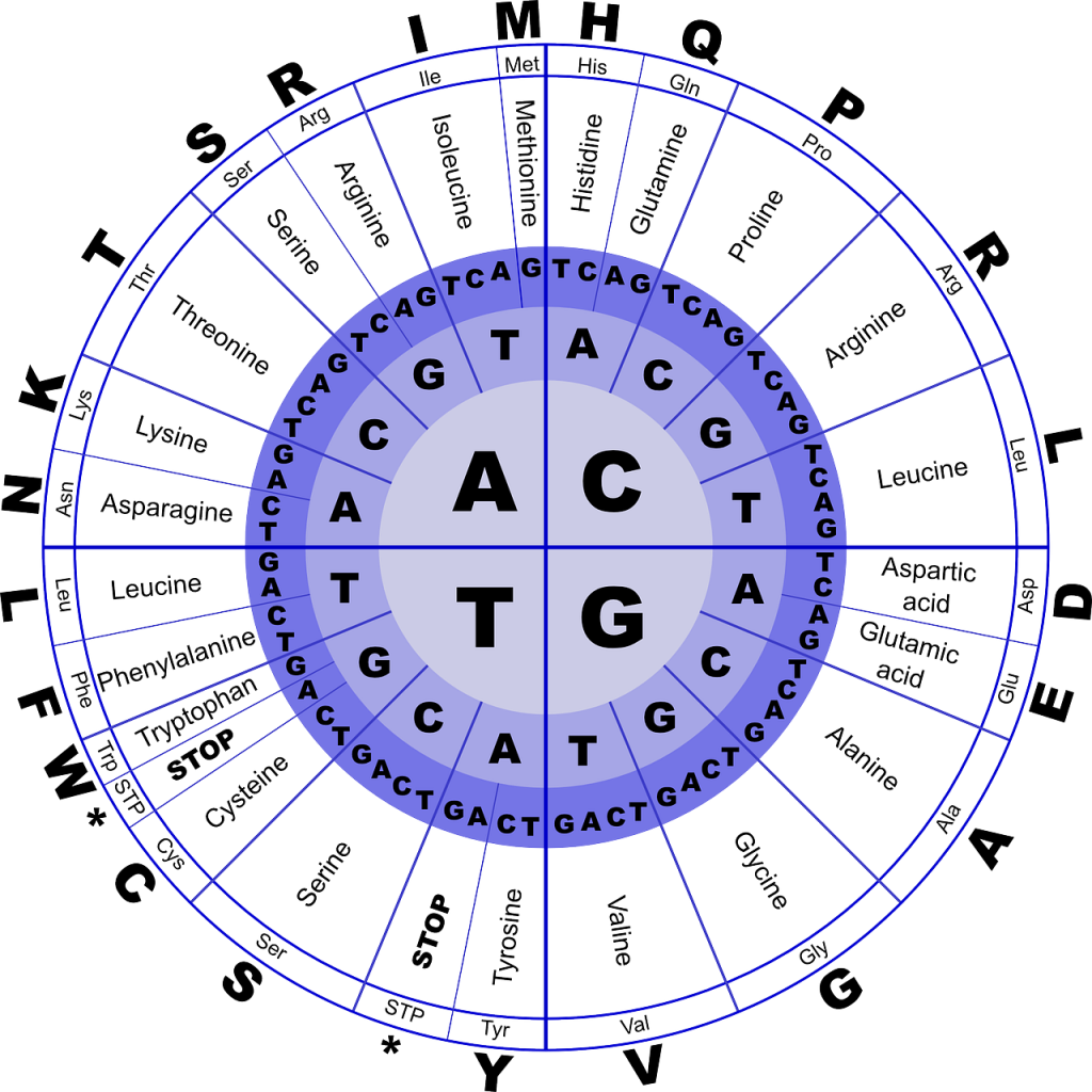 DNA opbouw