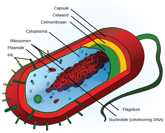 prokaryote cel schematisch